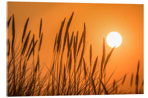 Stampa su vetro acrilico Sunset in the dunes on Sylt