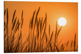 Cuadro de aluminio Sunset in the dunes on Sylt