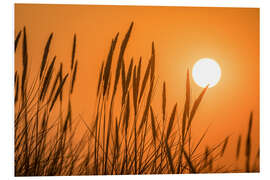 PVC print Sunset in the dunes on Sylt