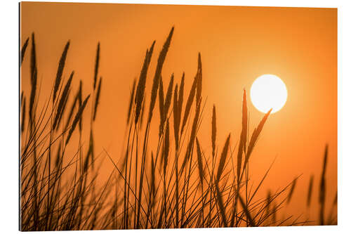 Gallery Print Sonnenuntergang in den Dünen auf Sylt