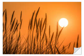 Vinilo para la pared Sunset in the dunes on Sylt