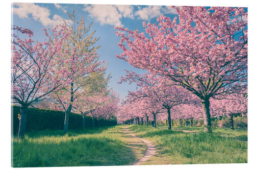 Akrylglastavla Cherry blossom avenue in spring