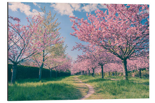 Aluminium print Cherry blossom avenue in spring