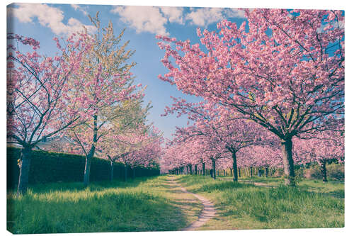 Obraz na płótnie Cherry blossom avenue in spring