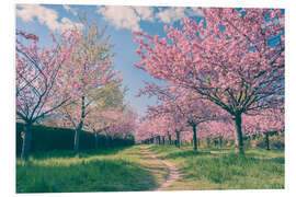 Foam board print Cherry blossom avenue in spring