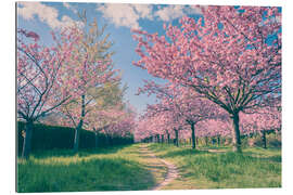 Gallery print Cherry blossom avenue in spring