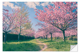 Wall sticker Cherry blossom avenue in spring