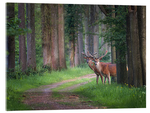 Acrylic print Red deer in a forest in spring