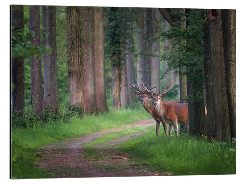 Aluminium print Red deer in a forest in spring