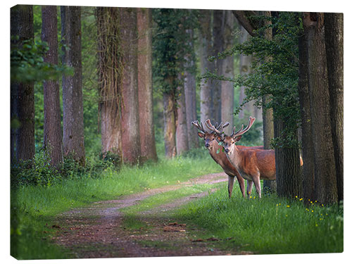 Canvas print Red deer in a forest in spring