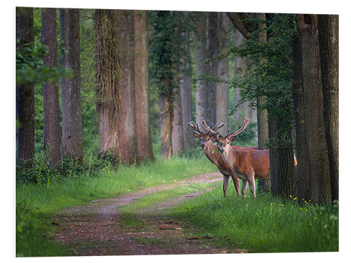 Foam board print Red deer in a forest in spring