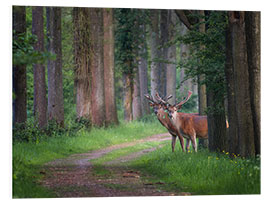 Foam board print Red deer in a forest in spring