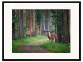 Gerahmter Kunstdruck Rothirsch in einem Wald im Frühjahr