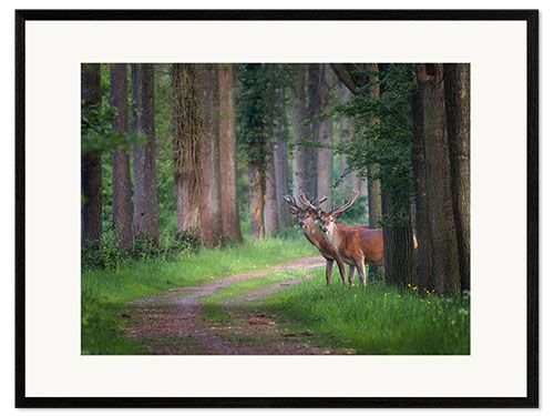 Gerahmter Kunstdruck Rothirsch in einem Wald im Frühjahr
