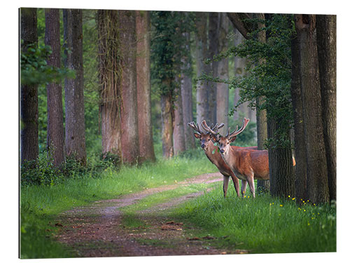 Gallery print Red deer in a forest in spring