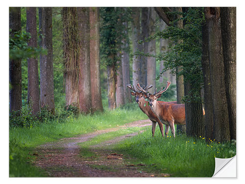 Sticker mural Red deer in a forest in spring