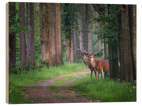 Wood print Red deer in a forest in spring