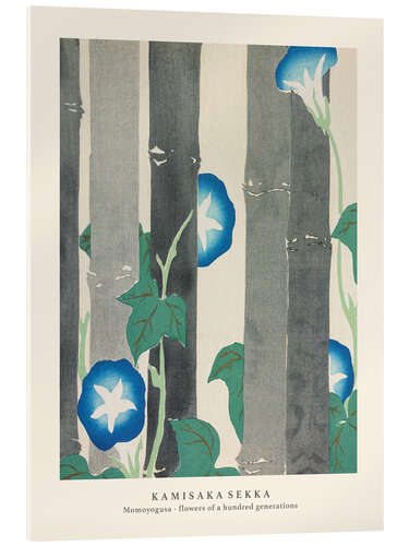 Acrylglasbild Morning Glories, Flowers of a Hundred Generations (Momoyogusa)