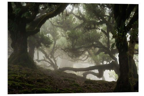 Foam board print Trees of Madeira, the laurel forest