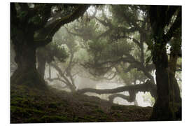 Foam board print Trees of Madeira, the laurel forest