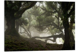 Gallery print Trees of Madeira, the laurel forest