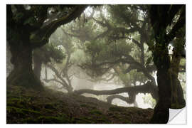 Selvklebende plakat Trees of Madeira, the laurel forest