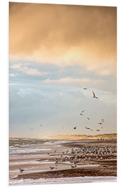 Foam board print Seagulls on the beach