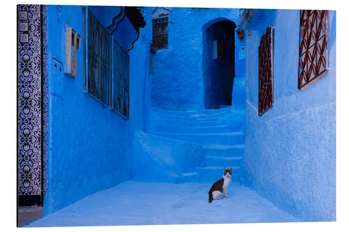 Print på aluminium Cat at the blue city, Morocco