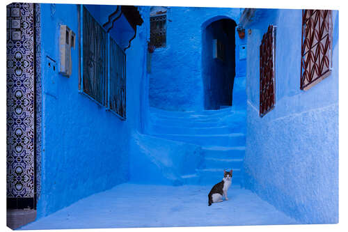 Canvas print Cat at the blue city, Morocco