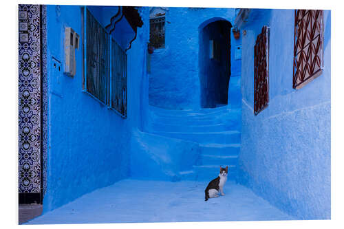 Foam board print Cat at the blue city, Morocco