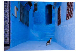 Tableau en PVC Cat at the blue city, Morocco