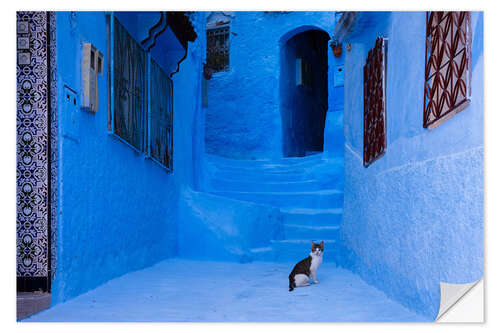 Vinilo para la pared Cat at the blue city, Morocco