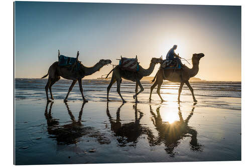 Quadro em plexi-alumínio Camels on the beach, Morocco