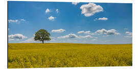 Cuadro de aluminio Tree in the rape field