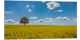 Gallery print Tree in the rape field