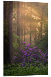 Akryylilasitaulu Blooming Rhododendrons and lightrays in a forest