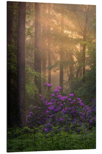 Alumiinitaulu Blooming Rhododendrons and lightrays in a forest