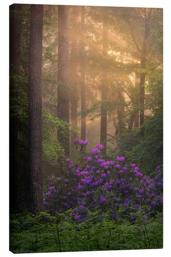 Leinwandbild Blühende Rhododendren und Lichtstrahlen in einem Wald