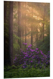 Foam board print Blooming Rhododendrons and lightrays in a forest