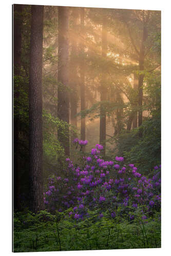 Gallery print Blooming Rhododendrons and lightrays in a forest