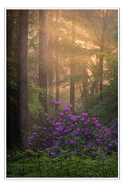 Wall print  Blooming Rhododendrons and lightrays in a forest - Jos Pannekoek