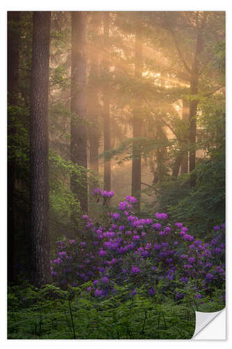 Naklejka na ścianę Blooming Rhododendrons and lightrays in a forest