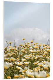 Gallery print Daisy Flower Garden