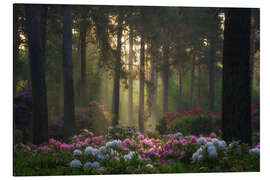 Print på aluminium Rhododendrons in soft morning light