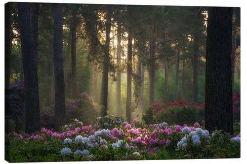 Leinwandbild Rhododendren im sanften Morgenlicht