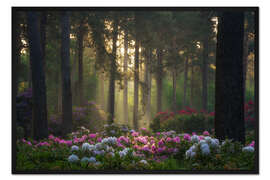 Gerahmter Kunstdruck Rhododendren im sanften Morgenlicht
