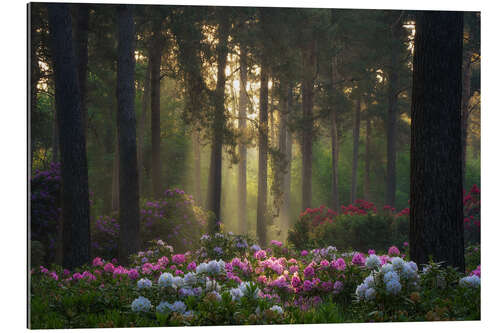 Gallery Print Rhododendren im sanften Morgenlicht