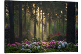 Galleriataulu Rhododendrons in soft morning light