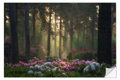 Naklejka na ścianę Rhododendrons in soft morning light