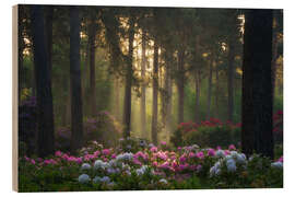 Quadro de madeira Rhododendrons in soft morning light